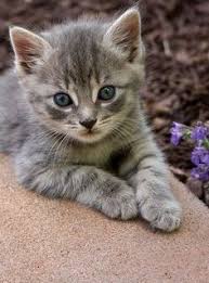 Black And Grey Tabby Kittens For Sale Littersolutionscat Do You Know How Clumping Cat Litter Works If Not Really Tabby Kitten Kittens Cutest Pretty Cats