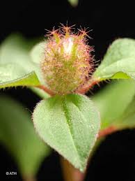 Image result for Dissotis multiflora