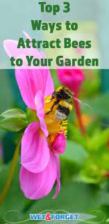 Check spelling or type a new query. How To Attract Bees An Easy Guide To A Bountiful Garden Ask Wet Forget Bee Bountiful Garden Bee Garden