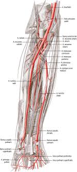 The gracilis muscle is frequently injured from sports. A Brachialis