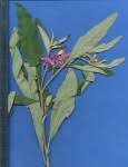 Image result for Solanum campylacanthum 'panduriforme type'