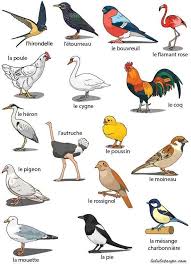 Oiseaux Imagier Animaux Imagier Fiches Pedagogiques