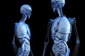 Read on for some hilarious trivia questions that will make your brain and your funny bone work overtime. What Is A Bone Specialist Called Trivia Questions Quizzclub