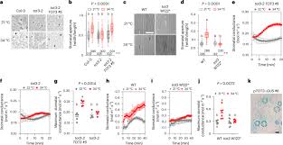 Image result for Stomatanthes sp.no.1
