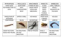 Hundreds of pdf lesson plans. Invertebrates Sorting Cards Teaching Resources