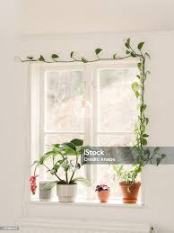 Image result for Epipremnum en casa