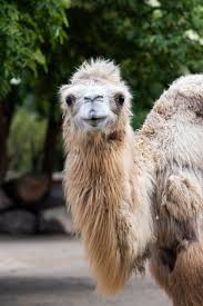 Free Image On Pixabay Lama Zoo Cute Nature Zoo Nature Animals Cute