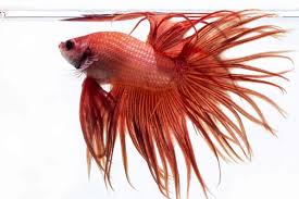 Do bettas sleep for long periods at a time? Do Betta Fish Sleep Where When And For How Long