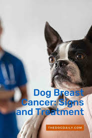 Cancer in dogs can be a scary diagnosis, but it doesn't always mean the worst. Breast Cancer In Dogs Know The Risk Factors For Your Dog