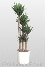 Palm trees not only create a tropical look, but can also purify the air when growing at home. 16 Best Indoor Palms Ideas In 2021 Indoor Palms Indoor Palm Trees Plants