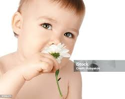 Small Baby Girl With Daisy Stock Photo