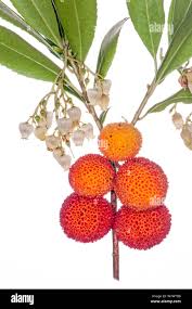 Image result for Andrachne