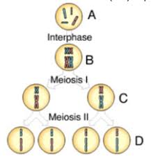 BIO 181 Mastering Biology Chapter 11: Meiosis Flashcards Cram com
