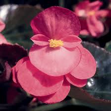 Image result for Begonia princeae