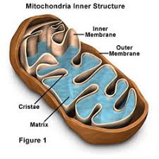 Photosynthesis uses the energy of light to make the sugar, glucose. Kx47a1dpy1mygm