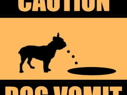 Each component of vomit carries a secret message that needs to be understood carefully so as to understand its. How To Rehydrate Your Dog After Vomiting Pethelpful