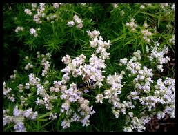 Image result for Ornithogalum flexuosum