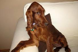 Maya Is Verlegen Irish Setter Dogs Red Dog