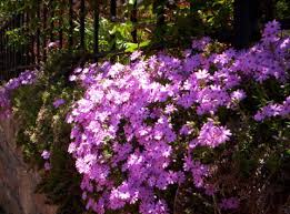 Mystical landscapes is a top marin landscape architect and marin landscape designer. Landscape Design In Sausalito California Marin County