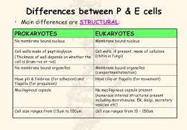 Check spelling or type a new query. What Is The Main Difference Between Prokaryotic And Eukaryotic Cells Brainly
