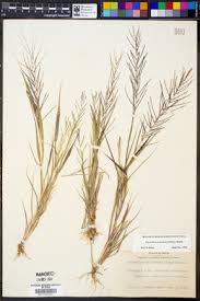 Image result for Leptochloa panicea