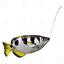 Archer fish have unique needs can pose a problem when selecting tankmates. Archer Fish Sketch Graphic Illustration Royalty Free Cliparts Vectors And Stock Illustration Image 91602849