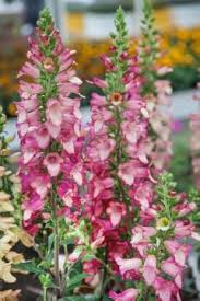 Digiplexis™ illumination™ 'flame') produces continuous spires of blooms from summer through fall. Digitalis Illumination Apricot Improved Media Database