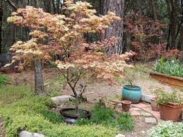 Peaches And Cream Japanese Maple Japanese Maple Large Garden Landscaping Garden Japanese