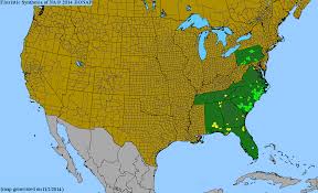 Image result for Lipocarpha nana