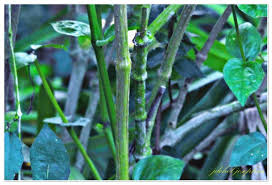 Image result for Thunbergia mildbraediana