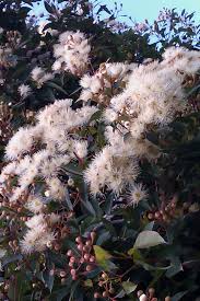 Maybe you would like to learn more about one of these? Corymbia Ficifolia Snowflake Grafted White Flowering Gum Product Ods