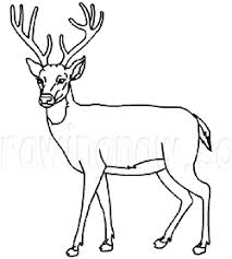 Download pictures, illustrations and vectors for free! How To Draw Deer Drawing Tutorials Drawing How To Draw Deer Bucks Doe Drawing Lessons Step By Step Techniques For Cartoons Illustrations Sketching