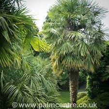 We did not find results for: Trachycarpus Fortunei Chusan Palm Windmill Palm The Palm Centre