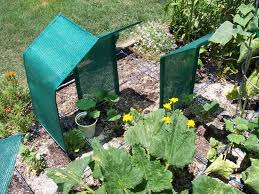 Shade Cloths On Wire For Temporary Shade On Plants Shade Cloth Garden Shade Garden Plants
