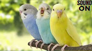 صوت العصفور والطيور النقيق أصوات الحديقة وأجواء الغابات youtube