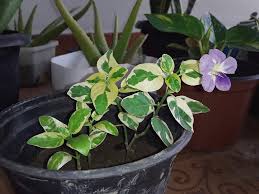 Image result for Asystasia vogeliana