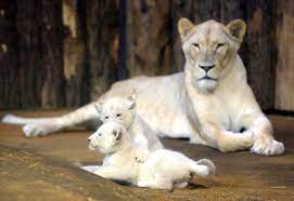 Maybe you would like to learn more about one of these? Rare White Lion Cubs Unveiled At German Zoo Cbs News