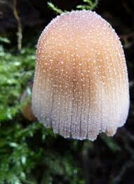Image result for Coprinus micaceus