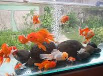 Memelihara dan merawat ikan gurame dalam akuarium. 7 Tips Cara Merawat Ikan Mas Koki Agar Sehat Ikan Hias Air Tawar Laut Dan Aquarium