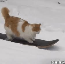 Weitere ideen zu lustige schneebilder, schneebilder, bilder. Debeste De Lustige Bilder Witze Videos Und Fb Spruche Katze Im Schnee Katze Lustig Lustige Katzenvideos
