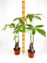 Image result for Pachira