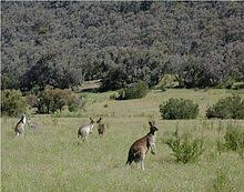 Kangaroo Wikipedia