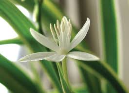 Image result for Chlorophytum