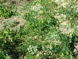 Image result for Coriandrum