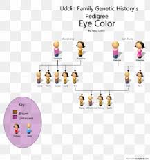 punnett square dominance genetics eye color png