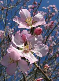 LES AMANDIERS SONT EN FLEUR DANS LES ALPILLES! - Lancelier en Provence