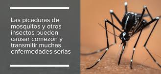 Recuerde siempre prevenir la proliferación de mosquitos en casa. Siete Maneras Sencillas De Prevenir Los Mosquitos En Casa Rentokil Blog