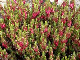 Image result for Erica whyteana