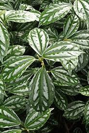 Image result for Pilea bambuseti