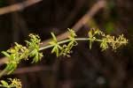Image result for Galium scabrellum